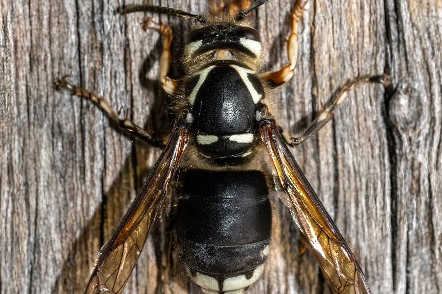 Bald-faced hornet (Dolichovespula maculata)