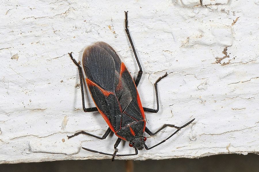 Box elder bug (Boisea trivittata)