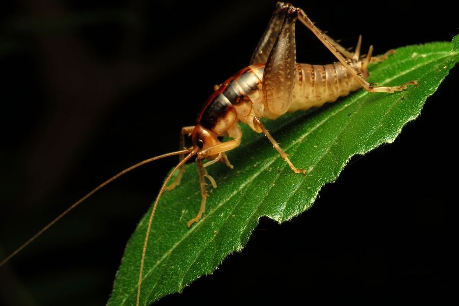 Camel cricket (Ceuthophilus sp.)