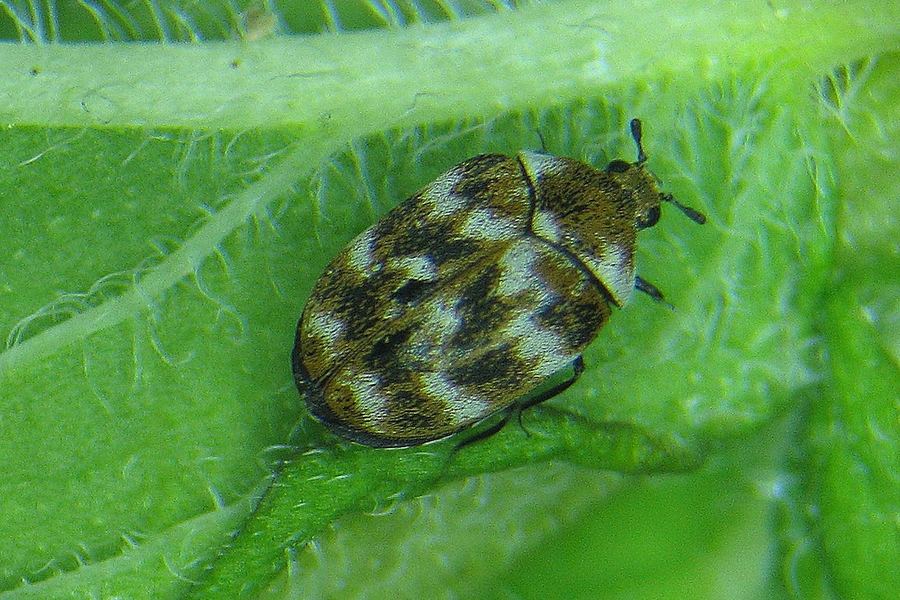Carpet beetle (Anthrenus verbasci)