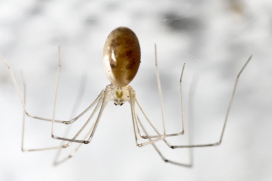 Cellar spider (Pholcus phalangioides)