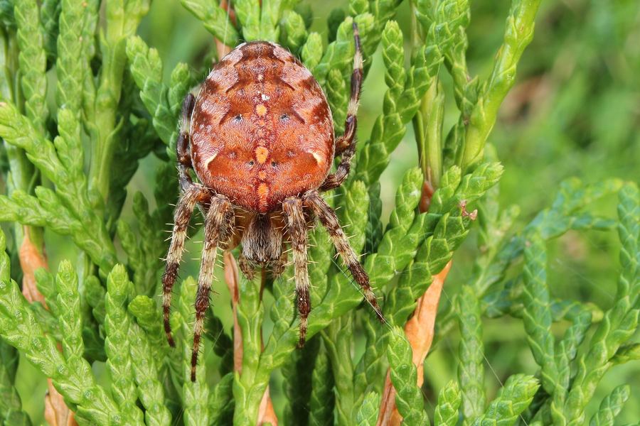 Cross orbweaver (Araneus diadematus)
