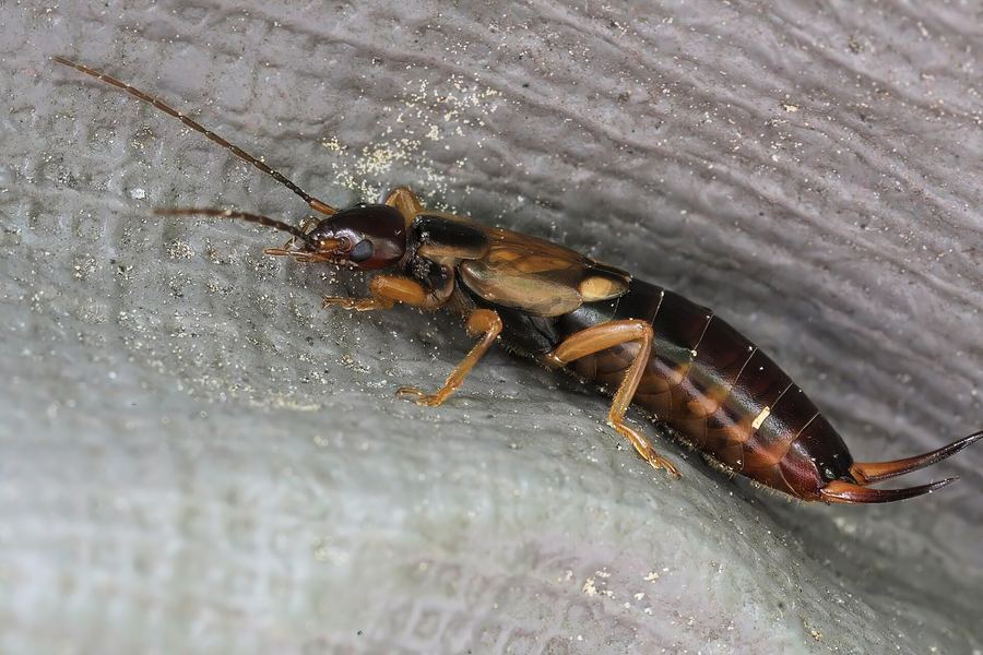 European earwig (Forficula auricularia)