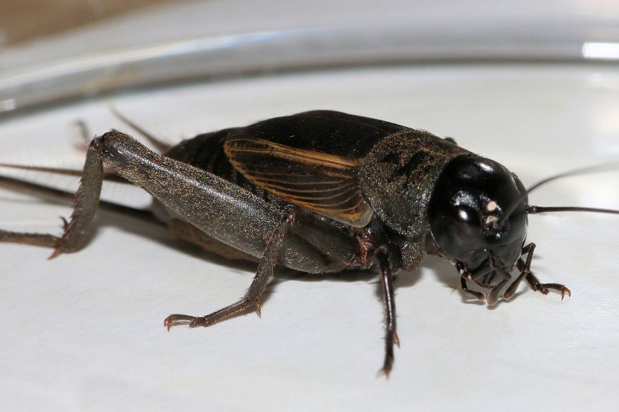 Field cricket (Gryllus pennsylvanicus)