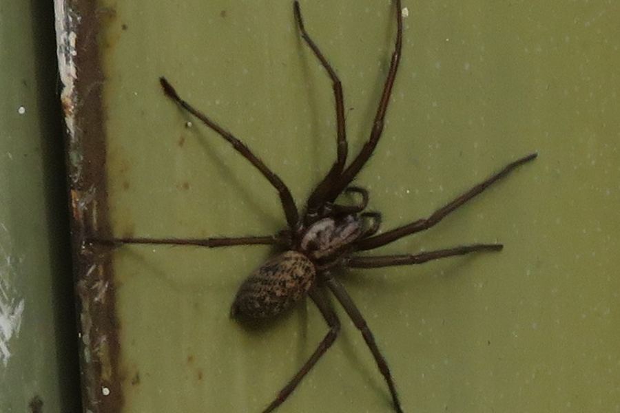 Giant house spider (Eratigena atrica)