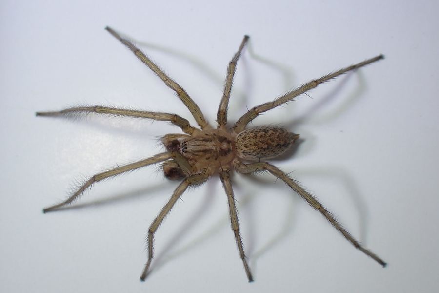 Hobo spider (Eratigena agrestis)