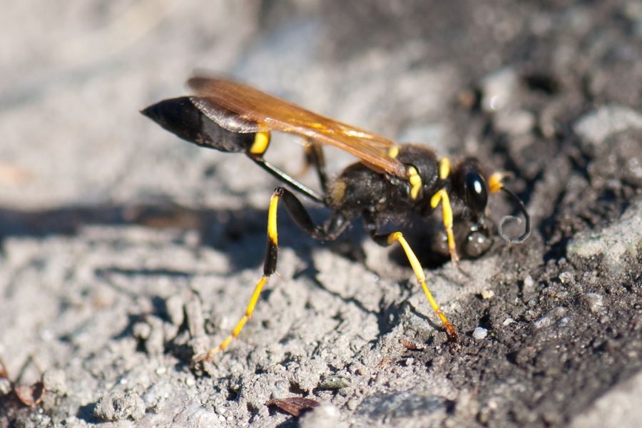 Mud dauber (Sceliphron caementarium)