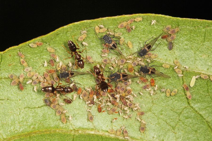 Odorous house ant (Tapinoma sessile)