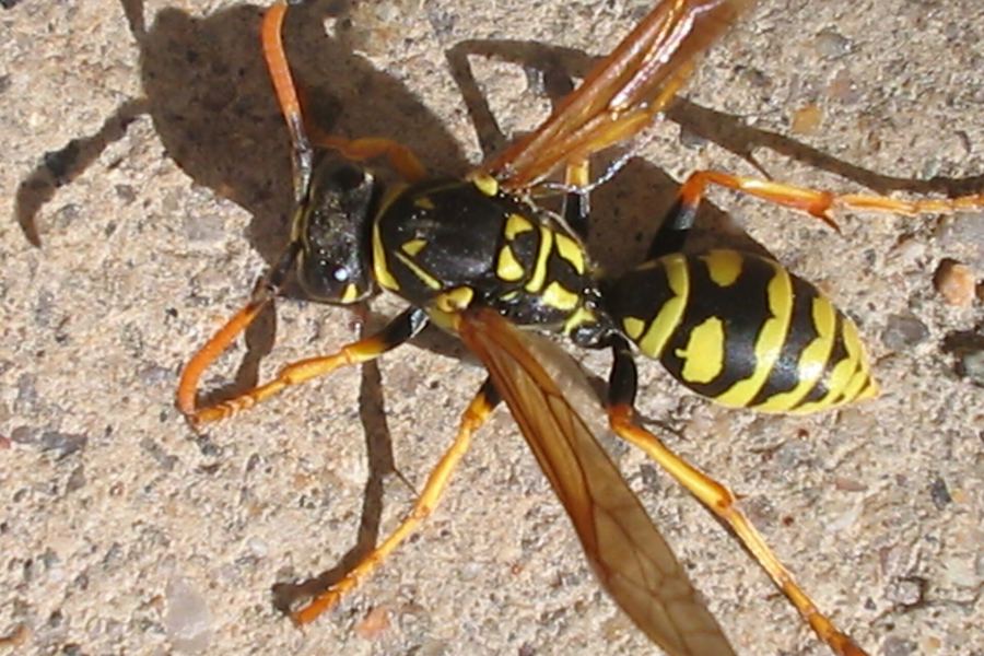 Paper wasp (Polistes dominula)